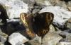 Erebia epistygne